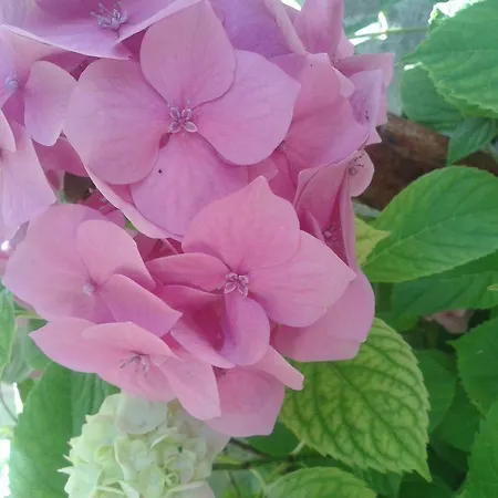 In Guest house
