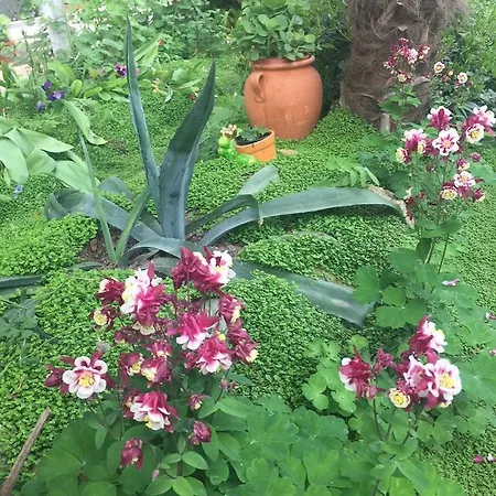 In * Primorsko